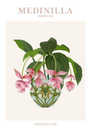 Affiche "House Plants" Medinilla Magnifica - Maison Célestine