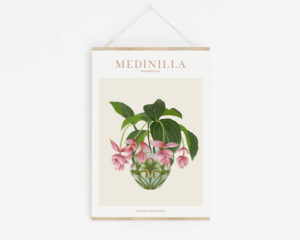 Affiche "House Plants" Medinilla Magnifica - Maison Célestine