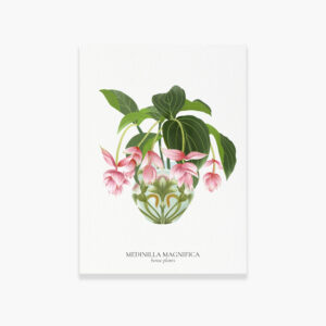 Carte House Plants Medinilla Magnifica - Maison Célestine